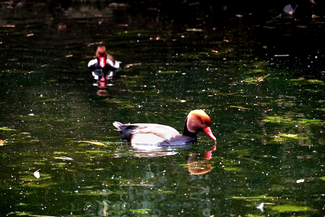 bird  ducks  piston duck free photo