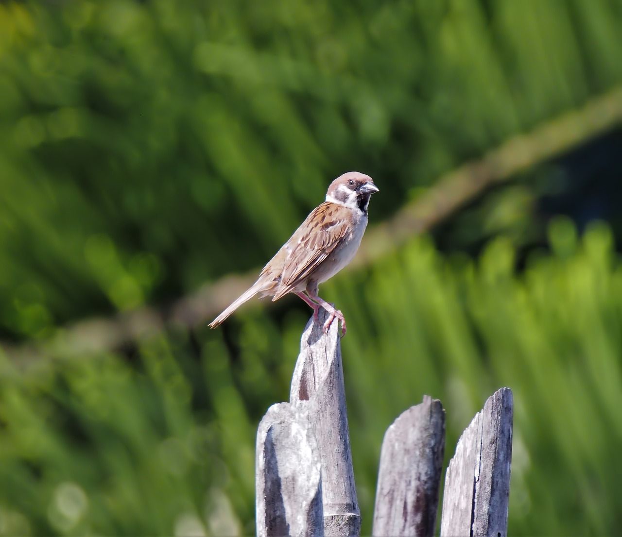 bird  wildlife  wild free photo