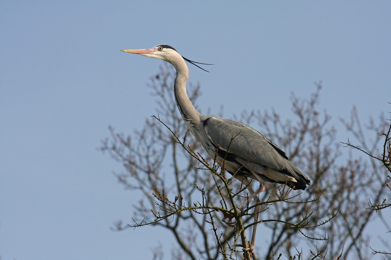 bird  nature free pictures free photo