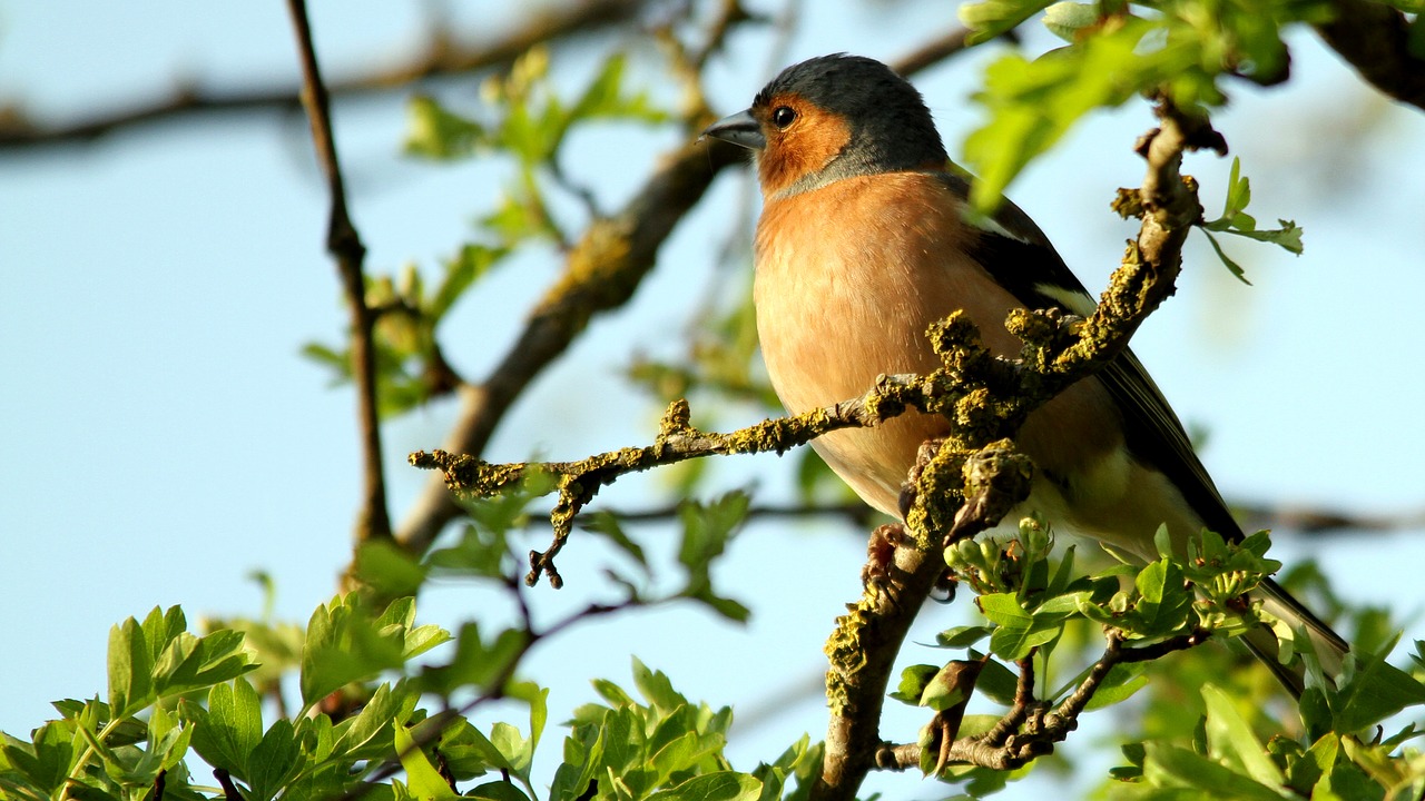 bird  tree  singing free photo