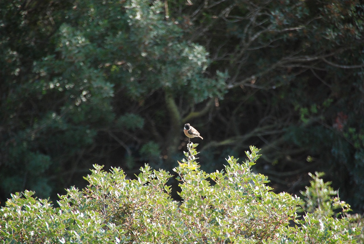 bird  nature  trees free photo