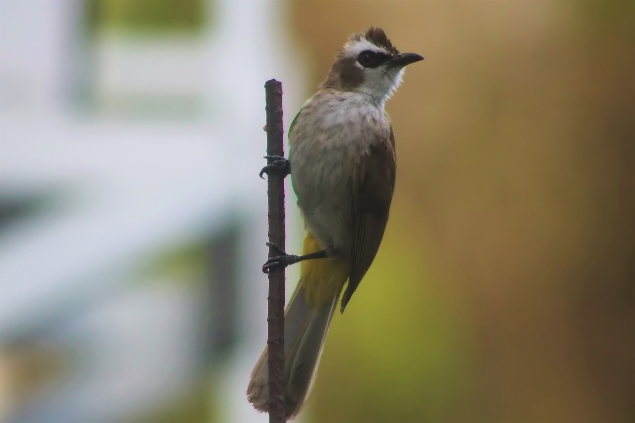 bird  wild  wildlife free photo