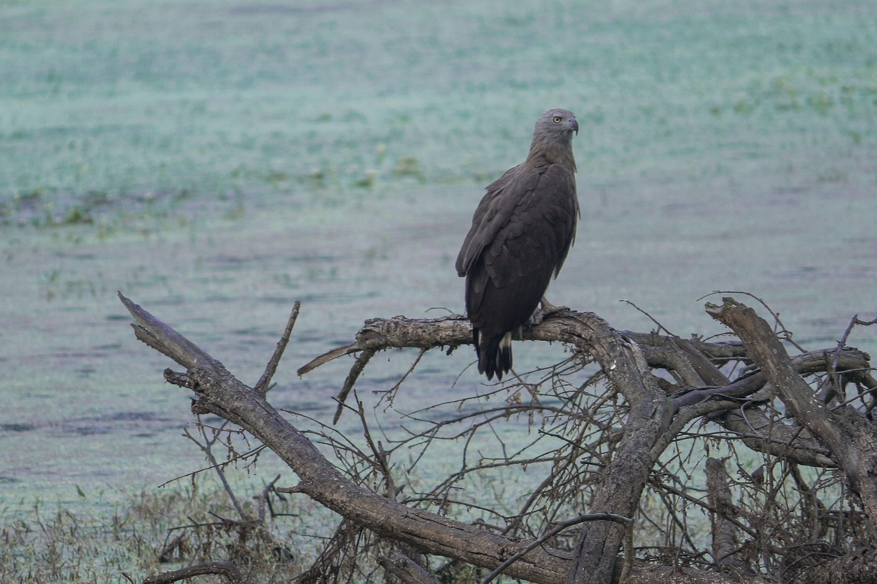 bird  wildlife  nature free photo