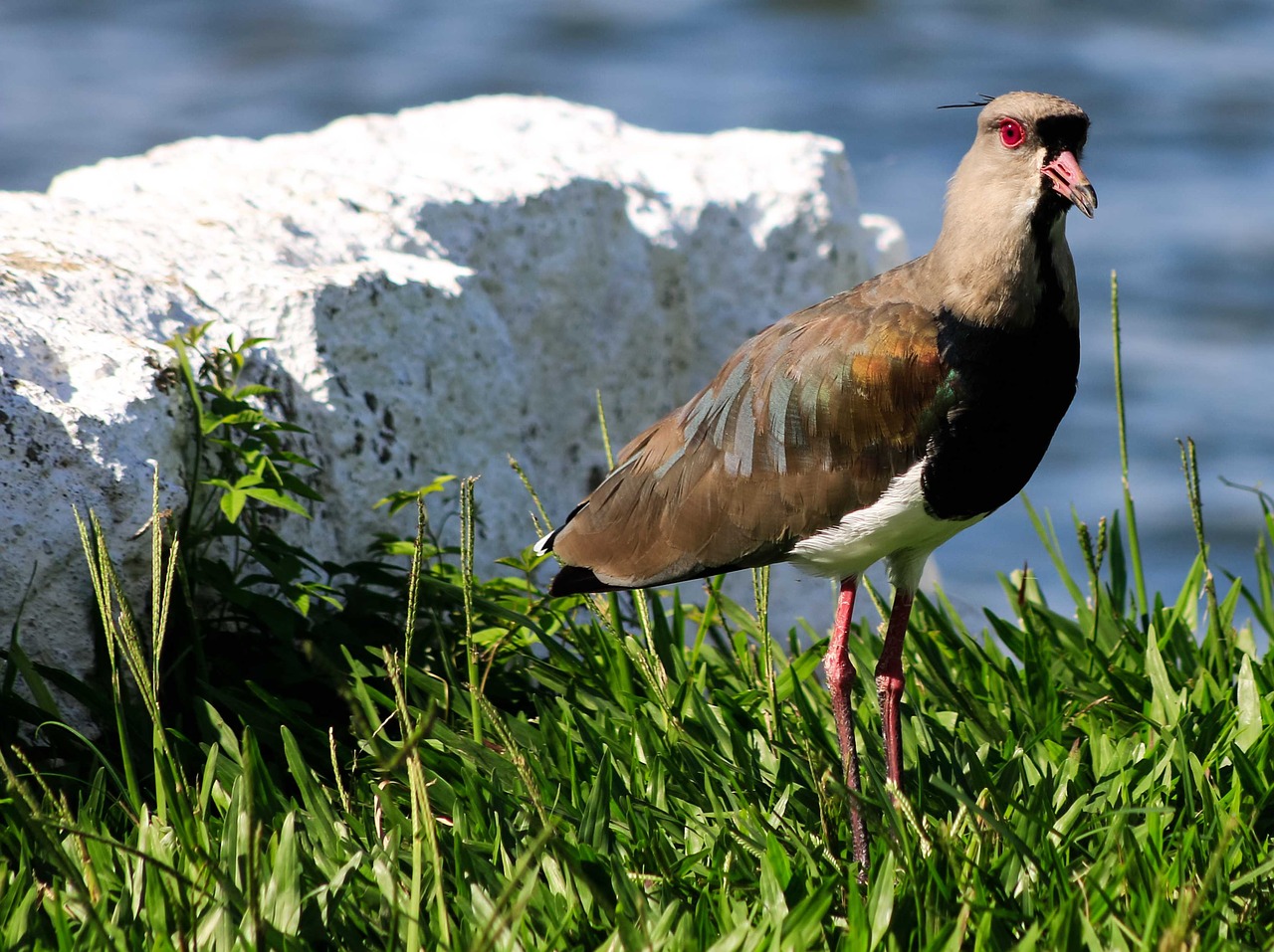 bird  i want to want  eye free photo