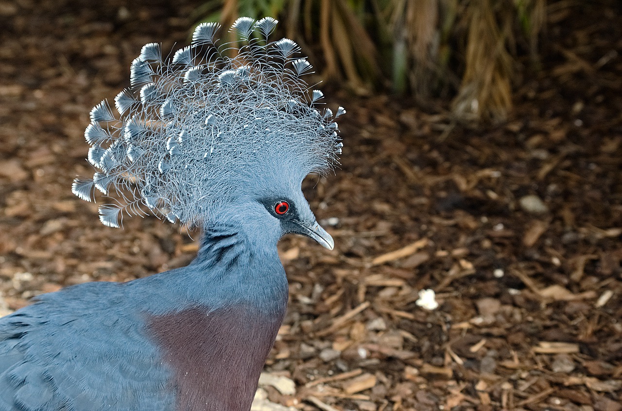 bird  dove  krontaube free photo