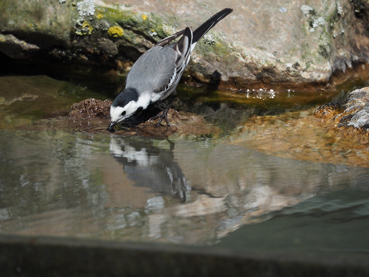 bird  water  nature free photo