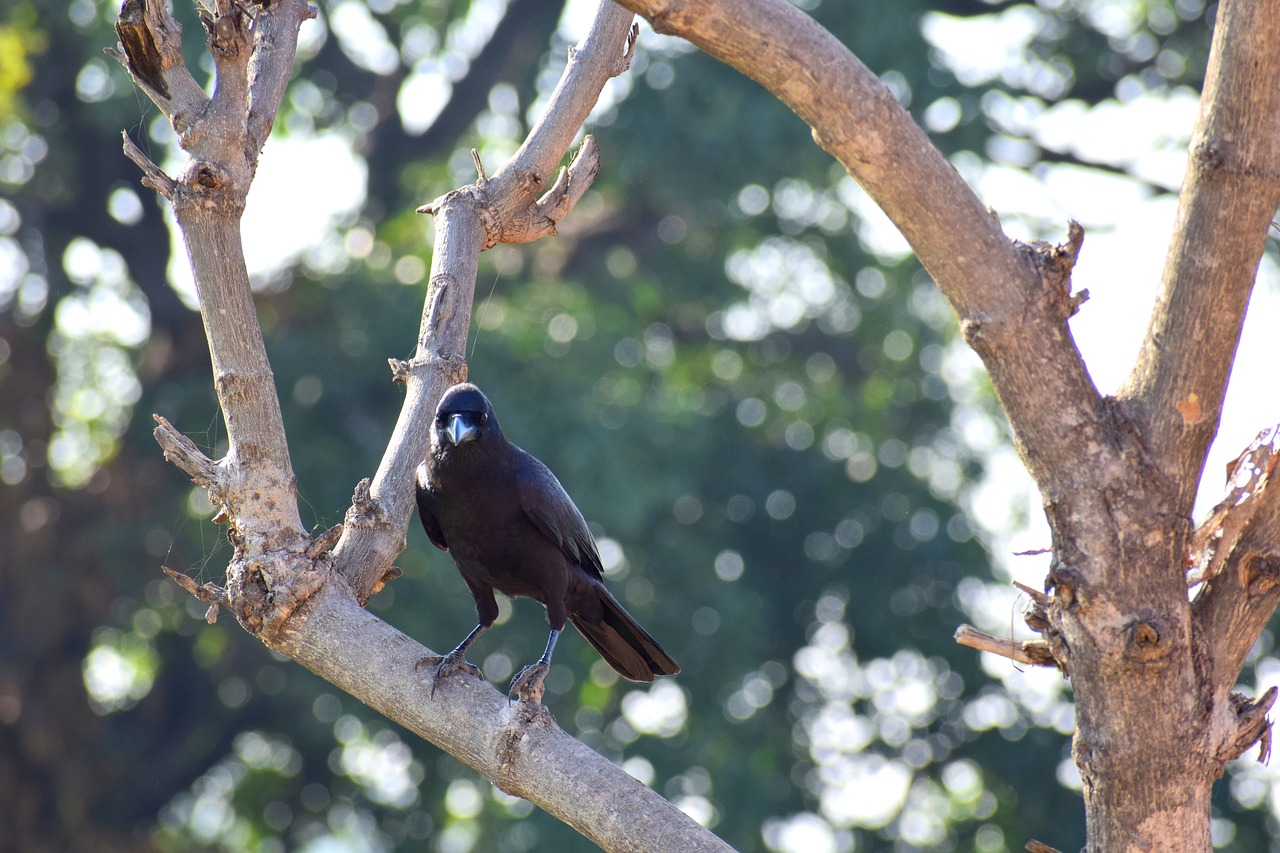 bird  nature  beak free photo