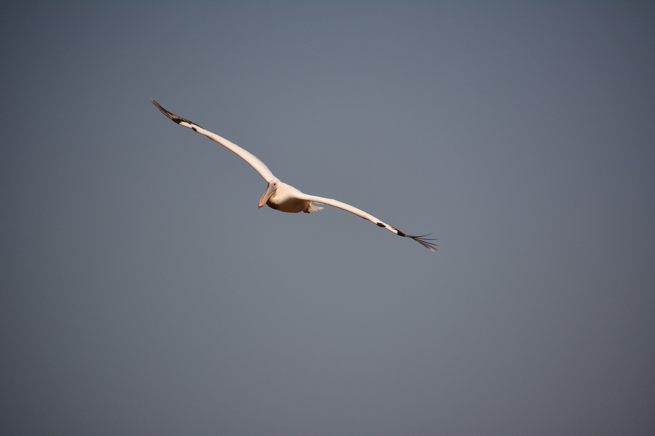 bird  flight  wings free photo