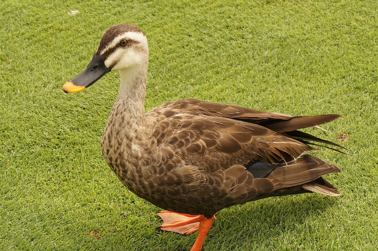 bird duck brown free photo