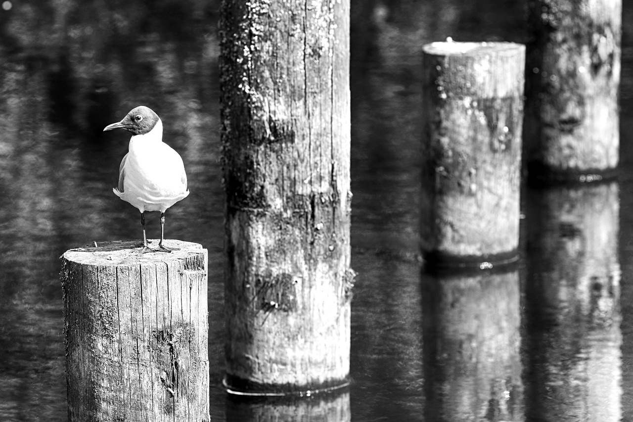 bird  water  nature free photo