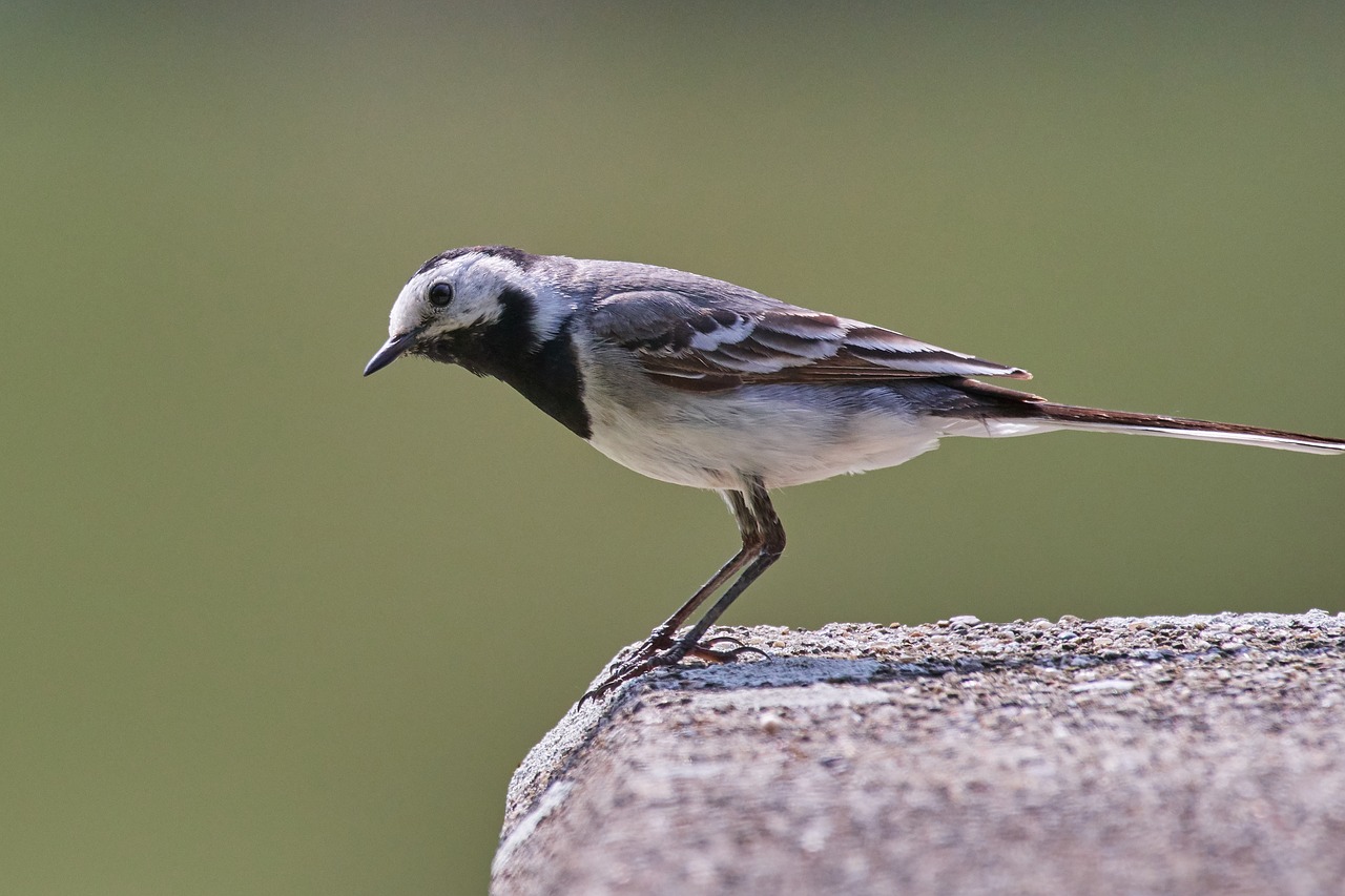 bird  sparrow  sperling free photo