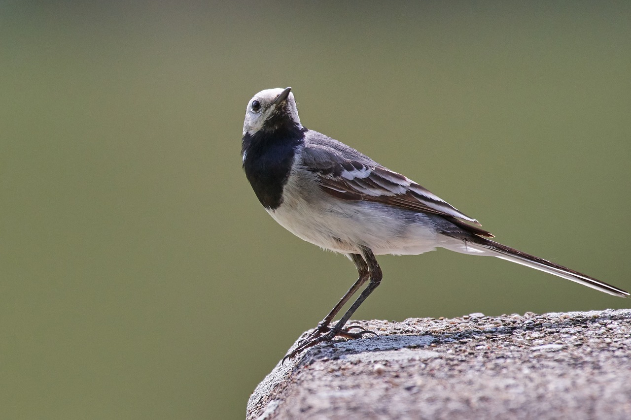 bird  sparrow  sperling free photo