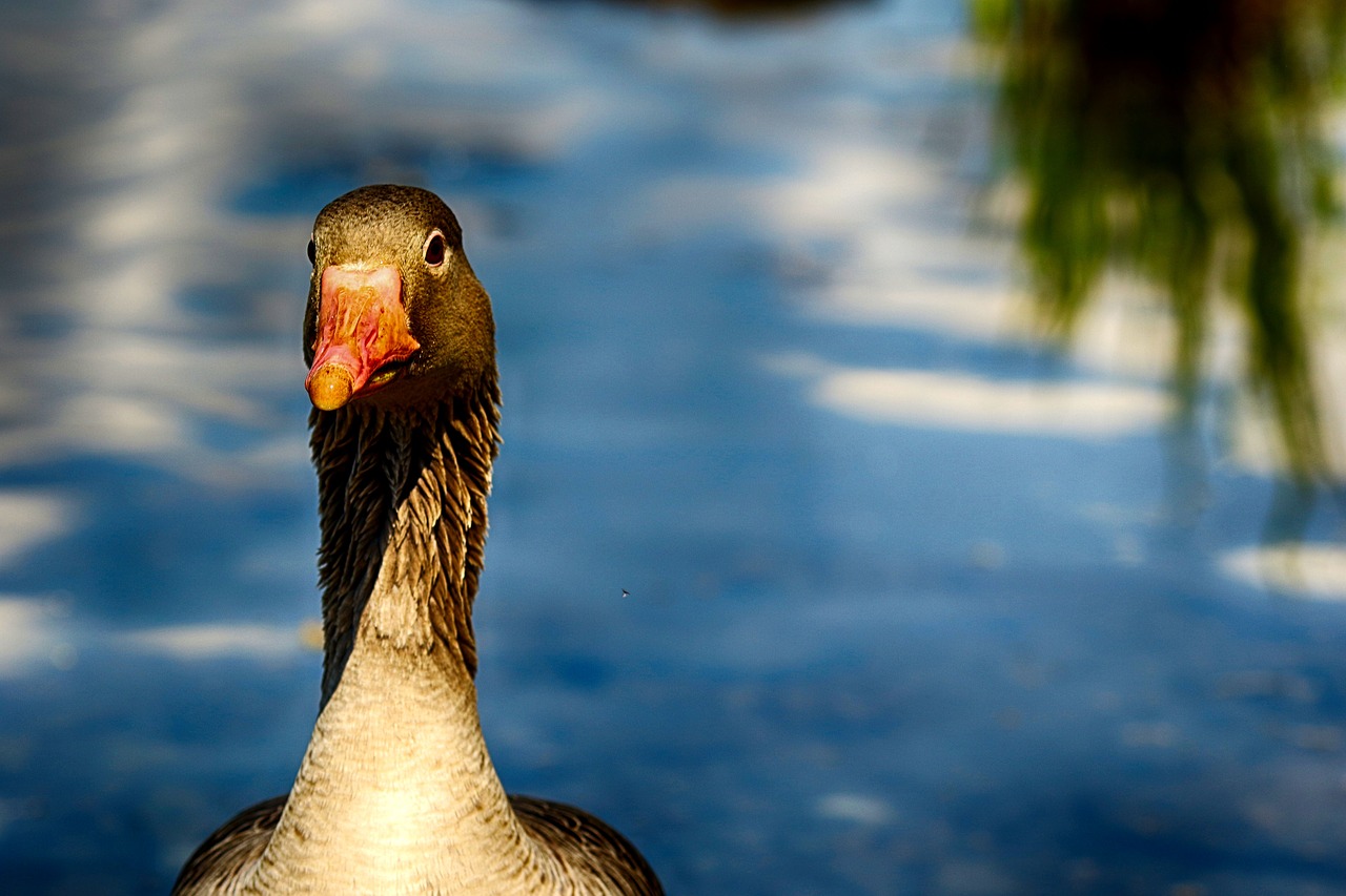 bird  and  lake free photo