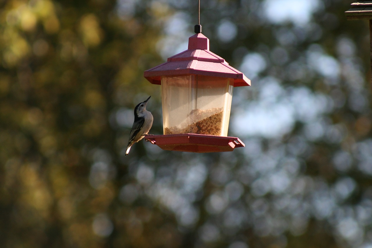 bird  feeder  summer free photo