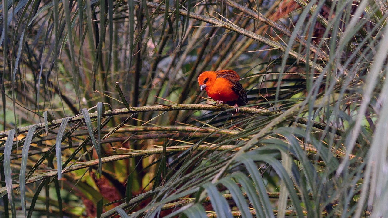 bird  parakeet  exotic free photo