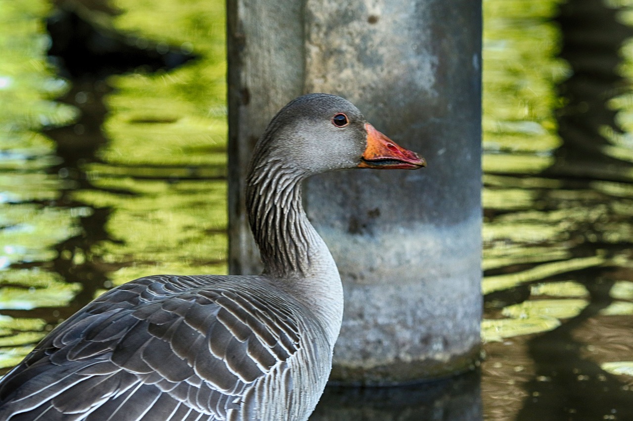 bird  lake  water free photo