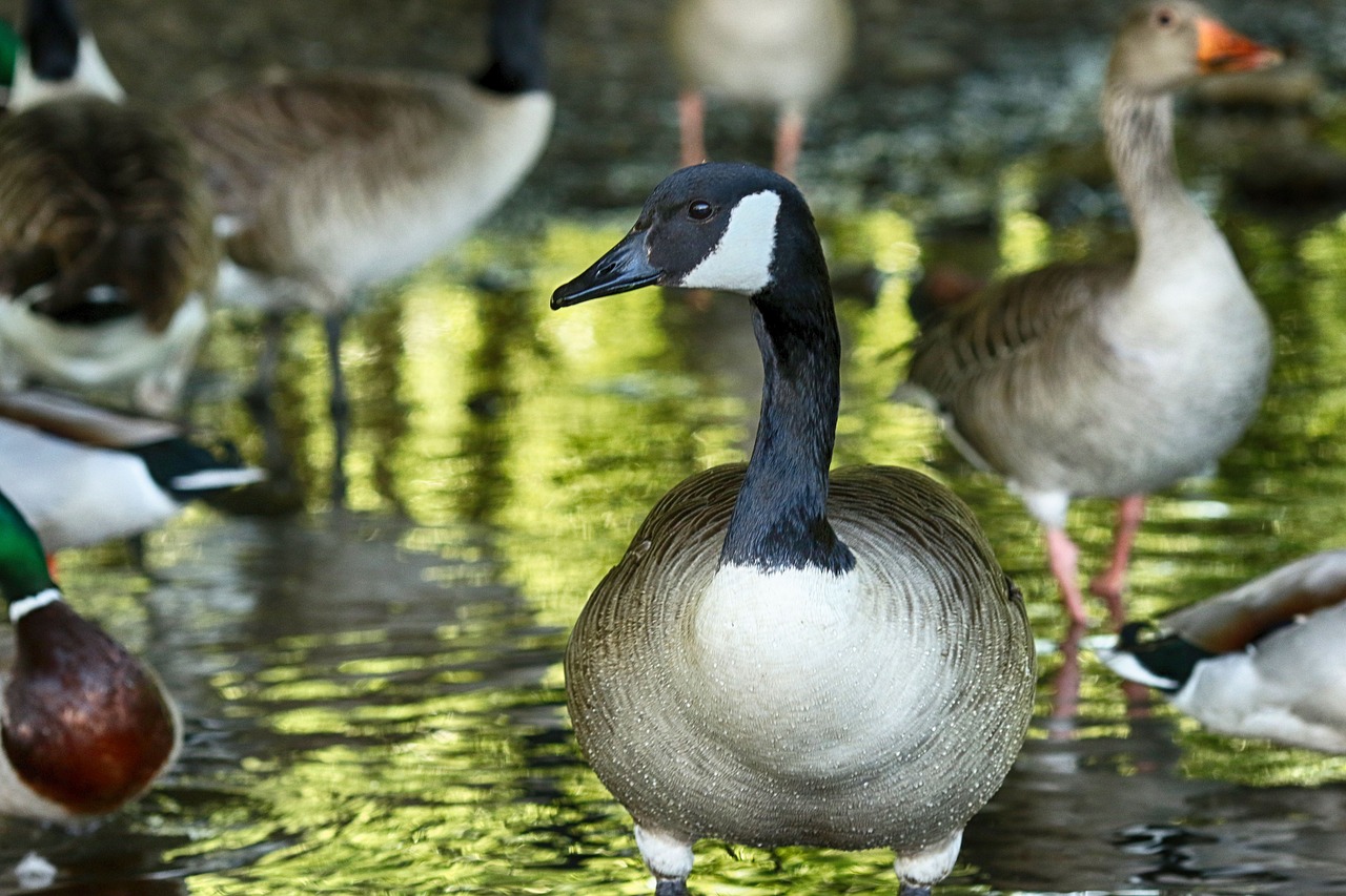 bird  lake  water free photo