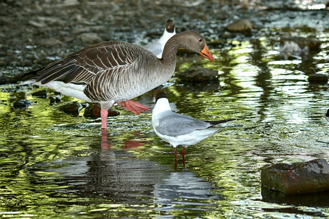 bird  lake  water free photo