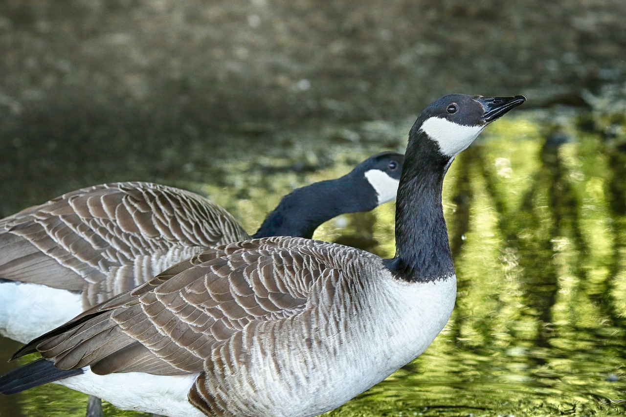 bird  lake  water free photo