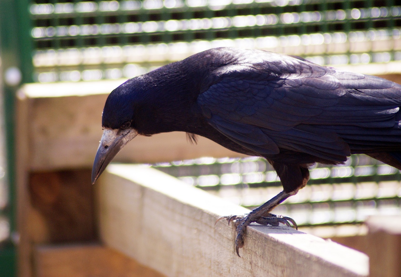 bird  crow  raven free photo