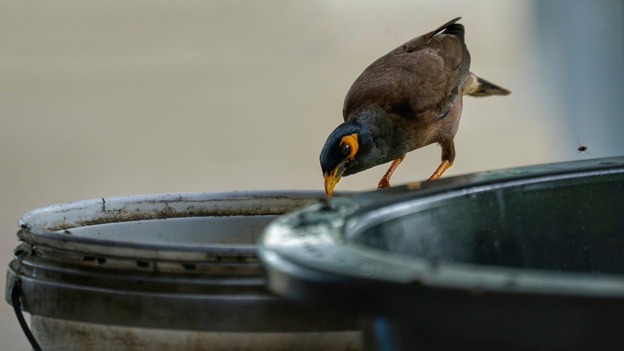 bird  feeding  fly free photo