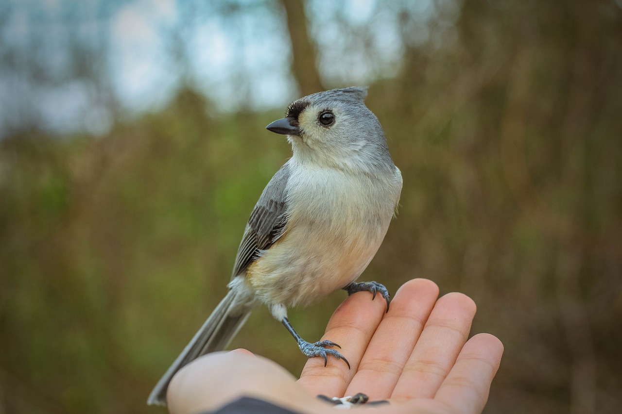 bird  bird on hand  feeding birds free photo