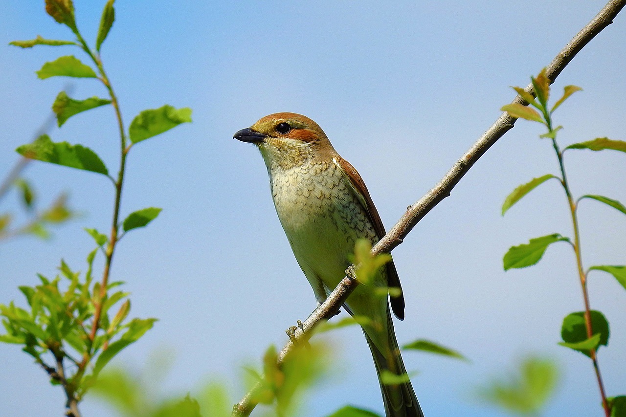 bird  beauty of nature  animals free photo