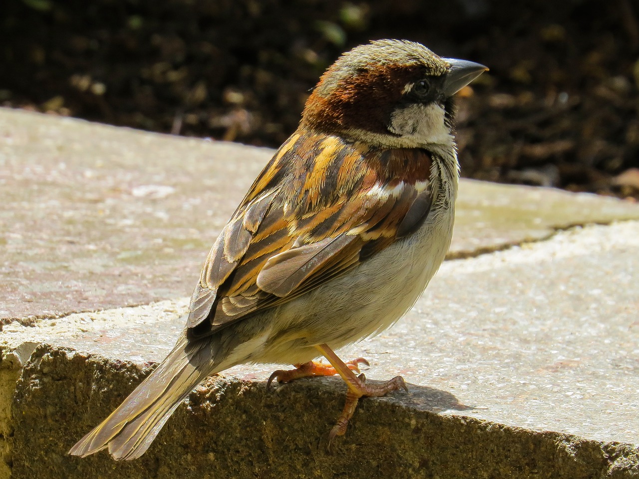 bird  sparrow  sperling free photo