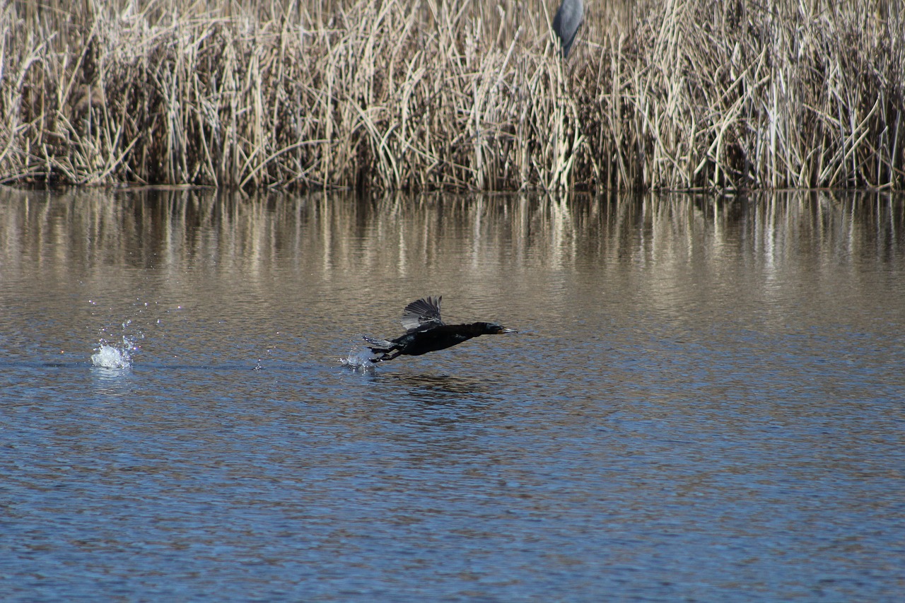 bird  water  splash free photo