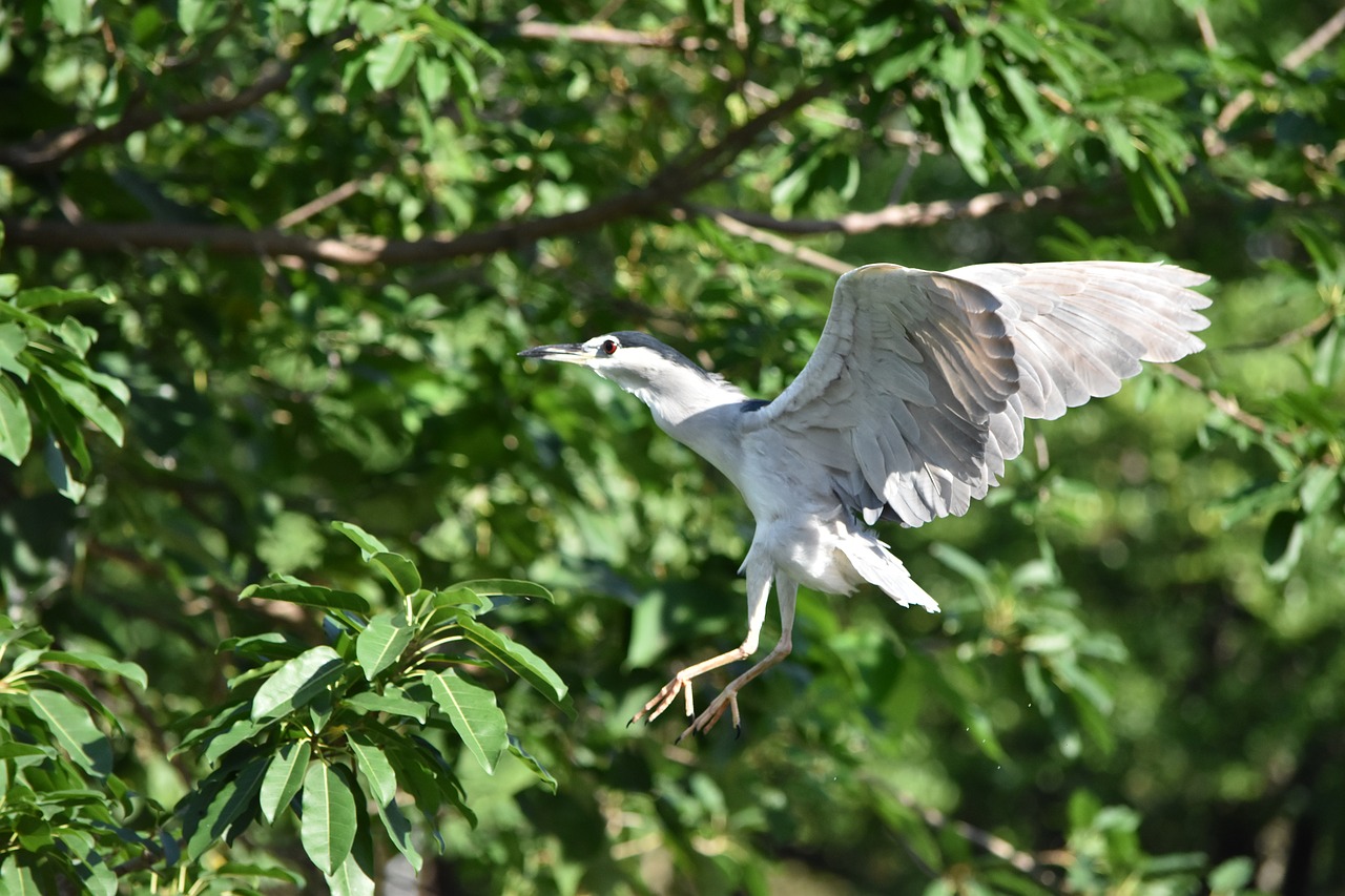 bird  wildlife  nature free photo