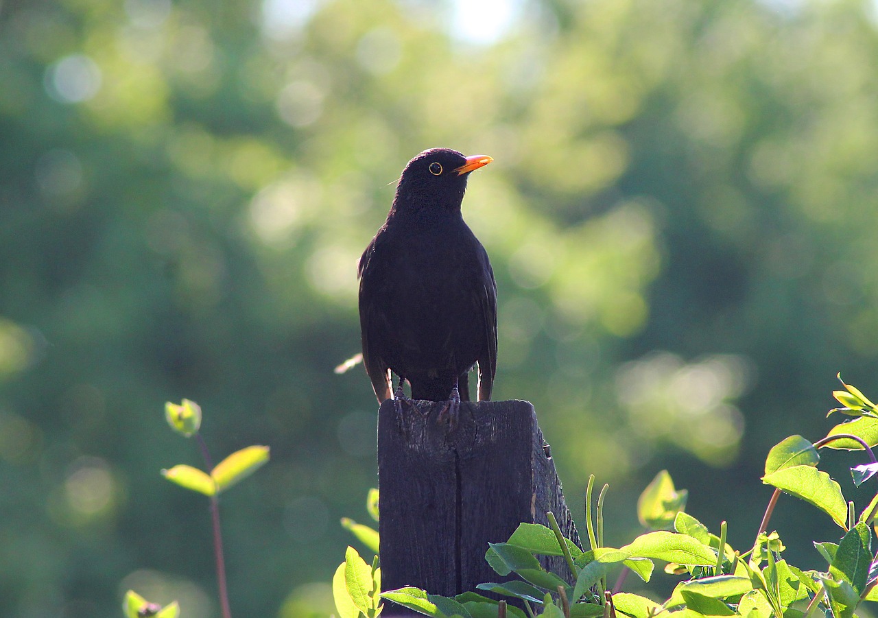 bird  blackbird  natural free photo