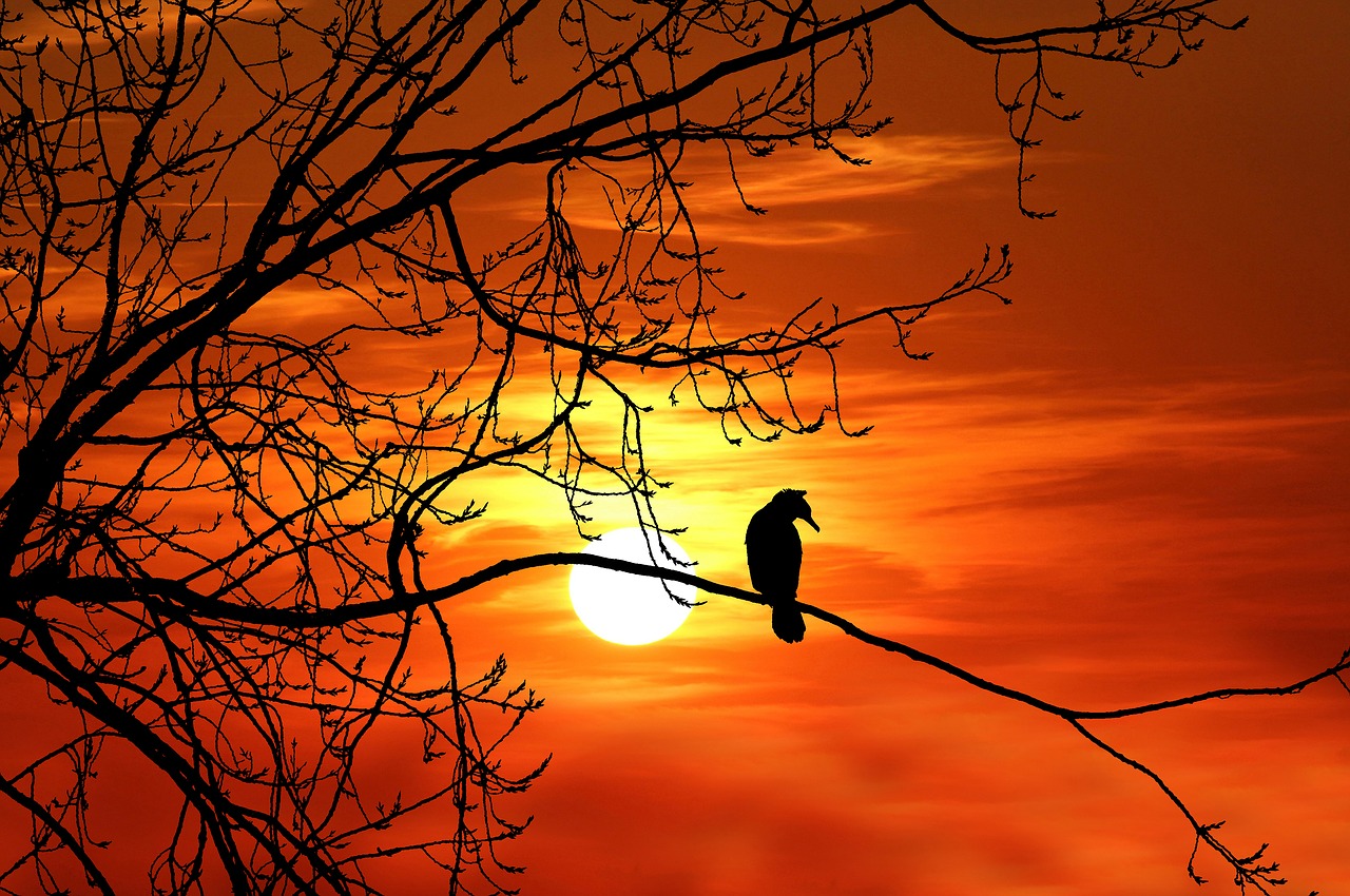 bird  cormorant  sunset free photo