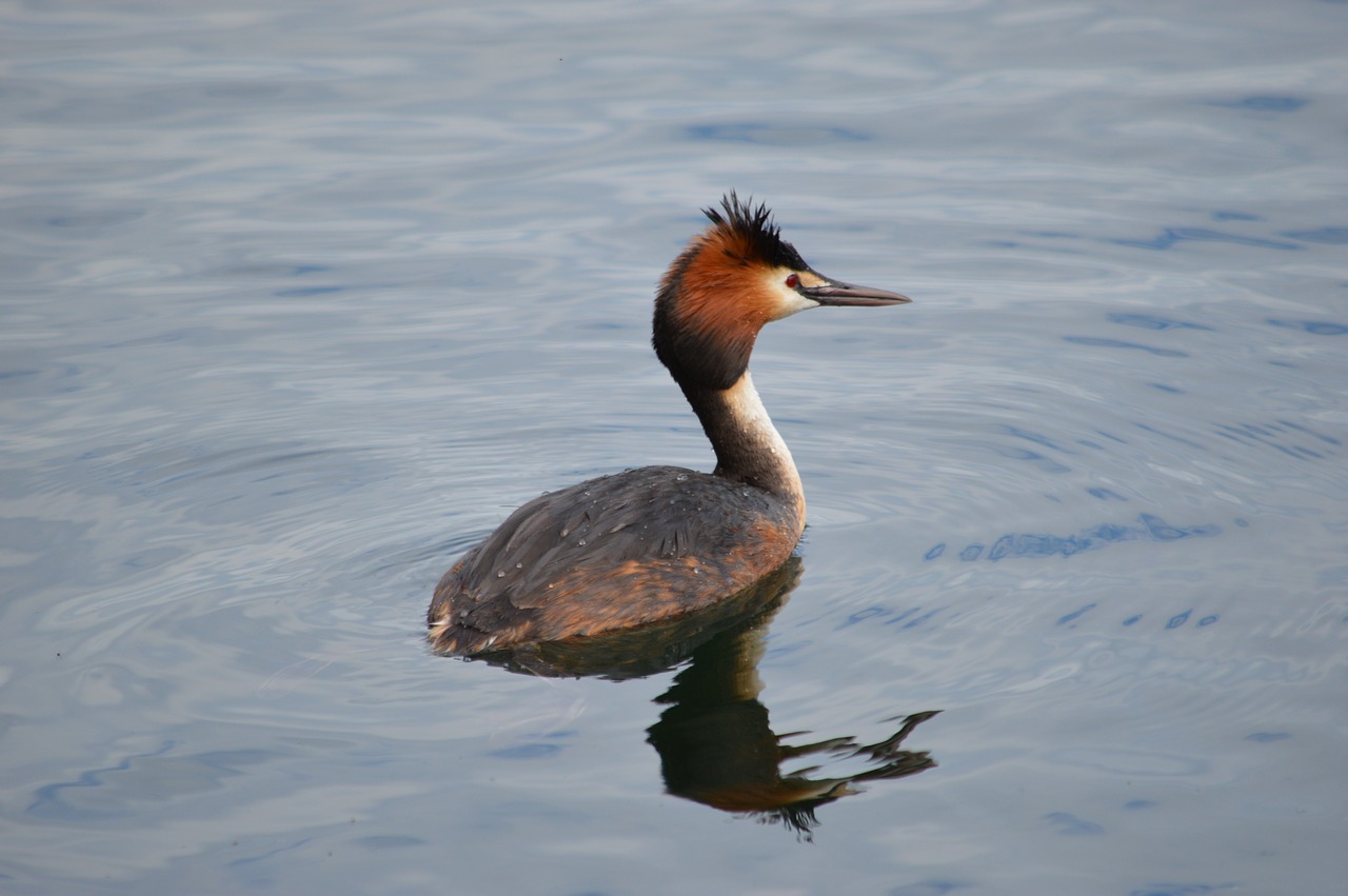 bird  lake  water free photo