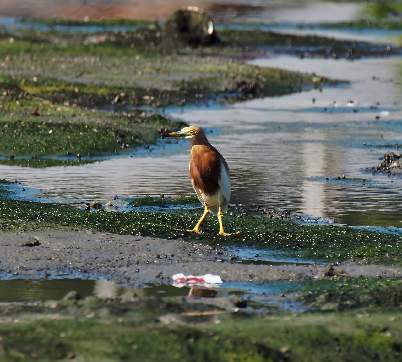 bird  pond  heron free photo