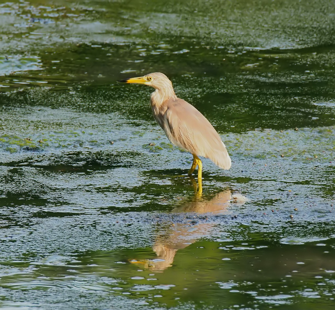 bird  wild  wildlife free photo