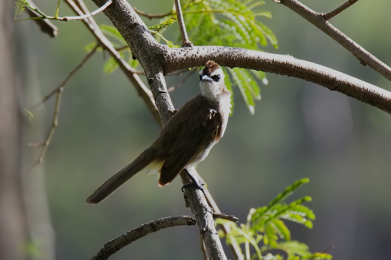 bird  nature  natural free photo