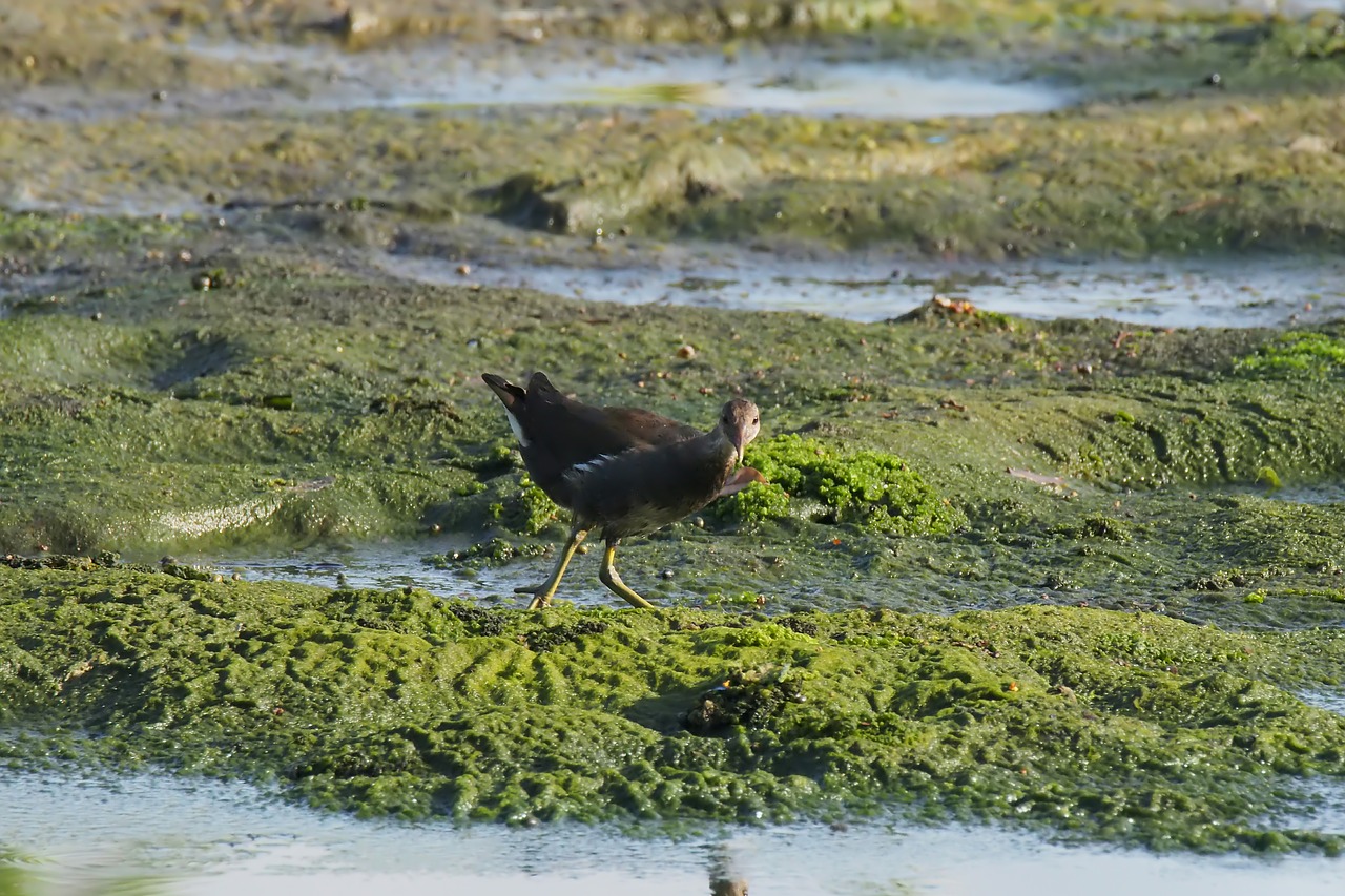 bird  young  juvenile free photo