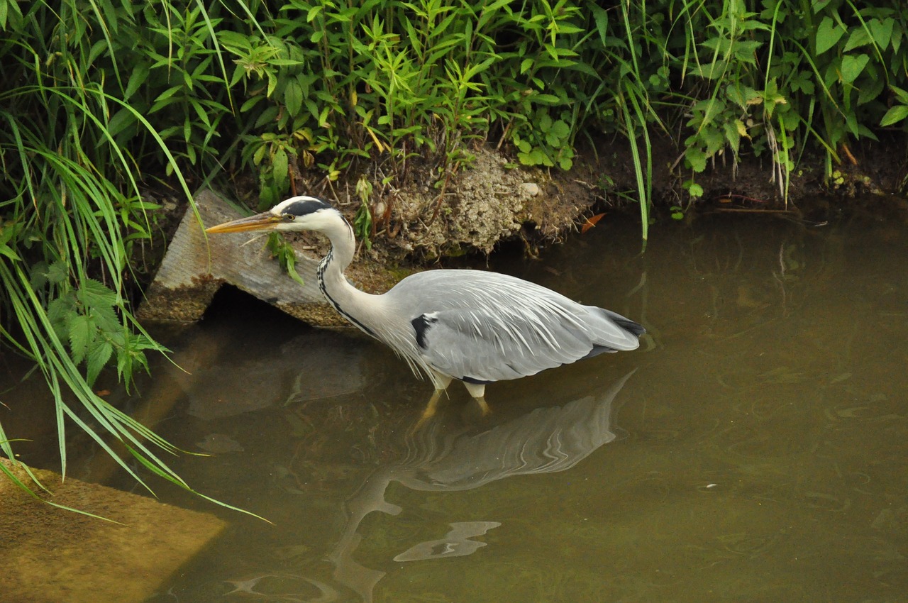 bird  heron  animal world free photo