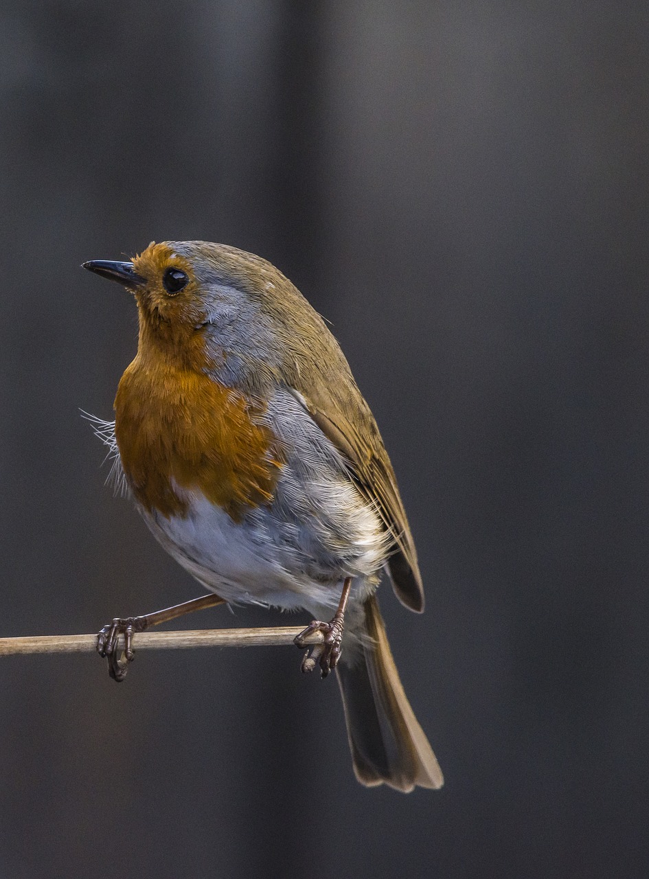 bird  robin  wildlife free photo