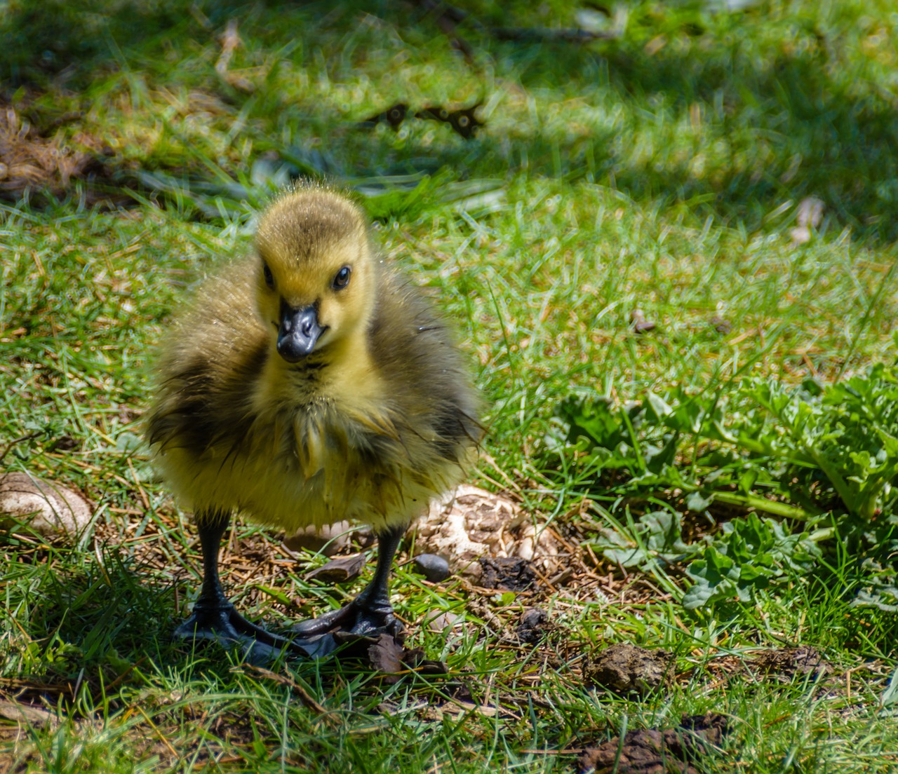 bird  waterfowl  nature free photo