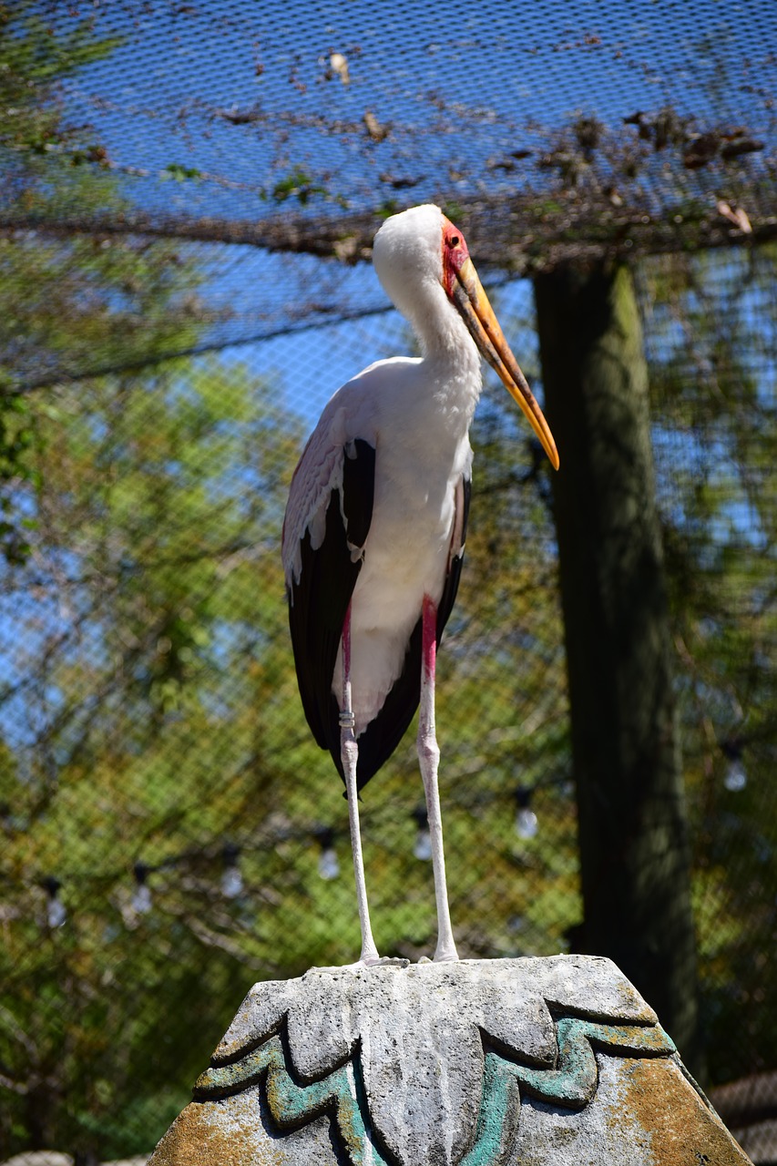 bird  zoo  wildlife free photo