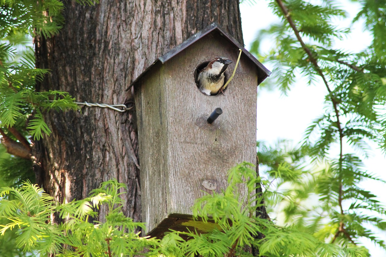 bird  full-fledged  natural free photo