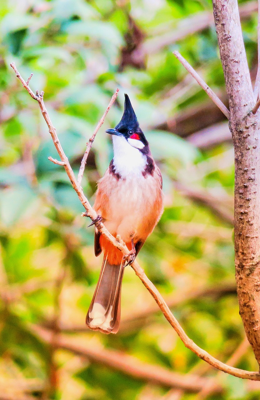 bird  nature  outdoor free photo