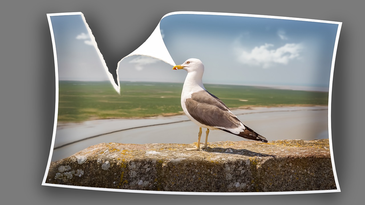 bird  gull  animals free photo