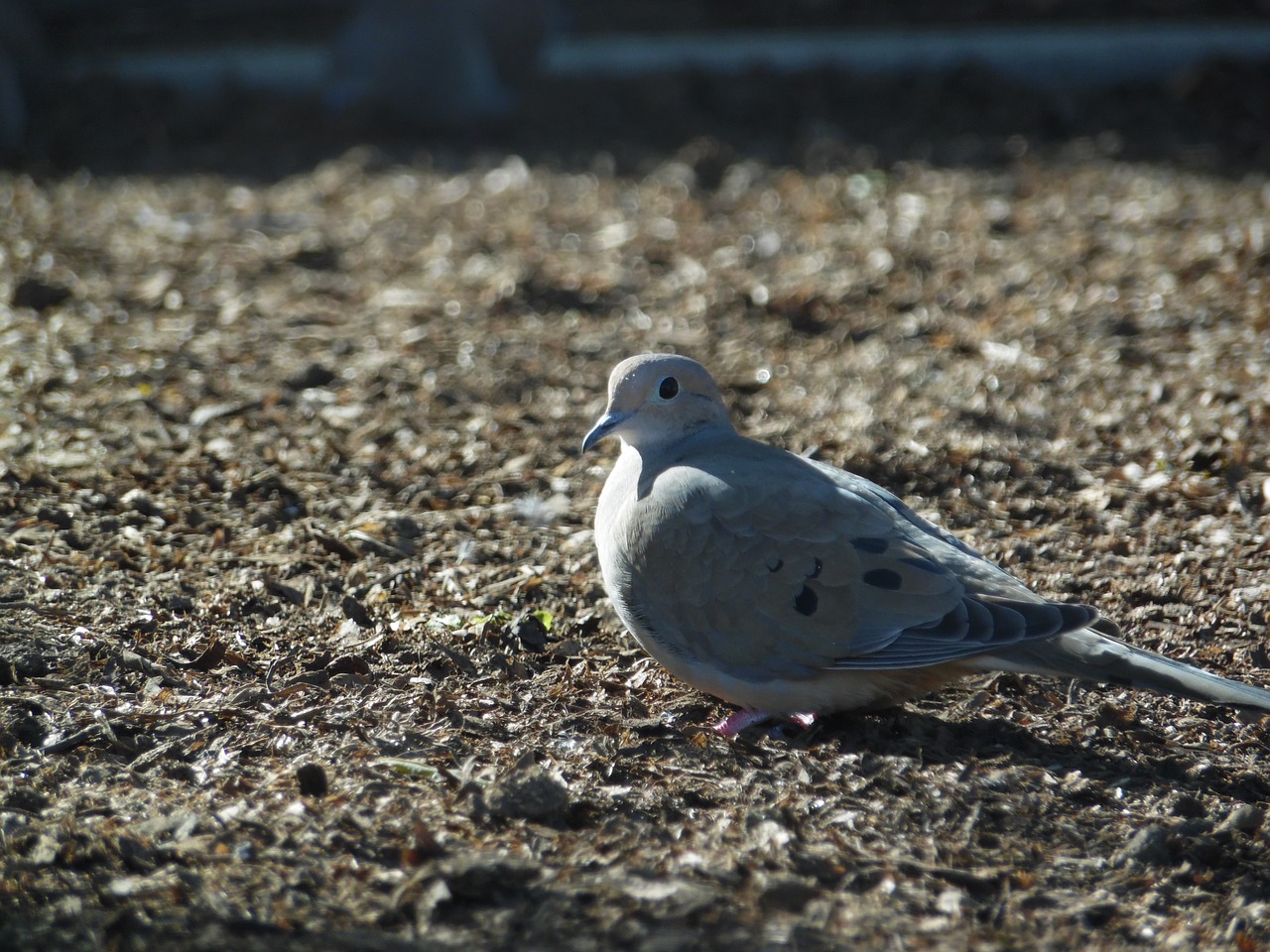 bird  nature  pigeon free photo