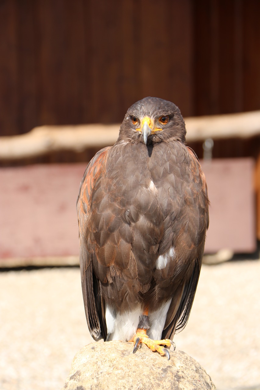 bird  adler  zoo free photo