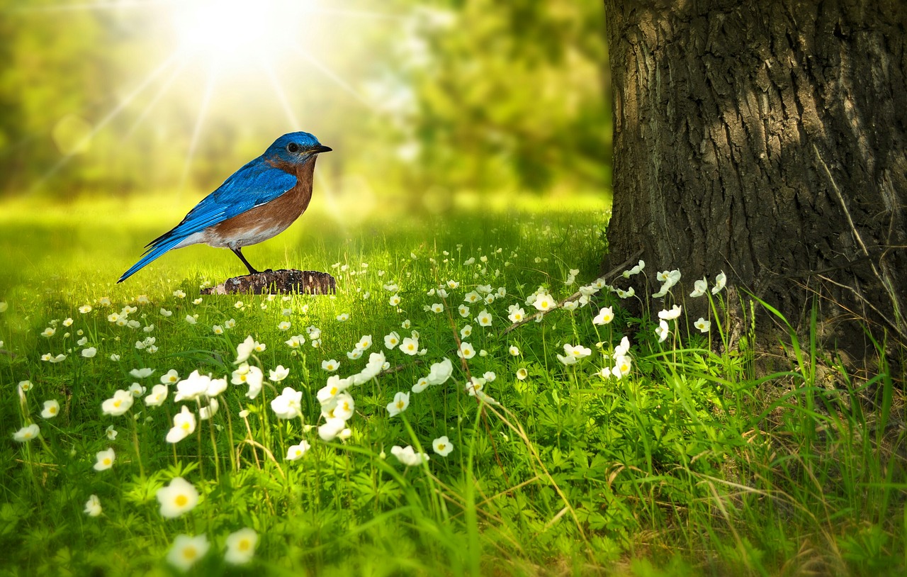 bird  bluebird  bird png free photo