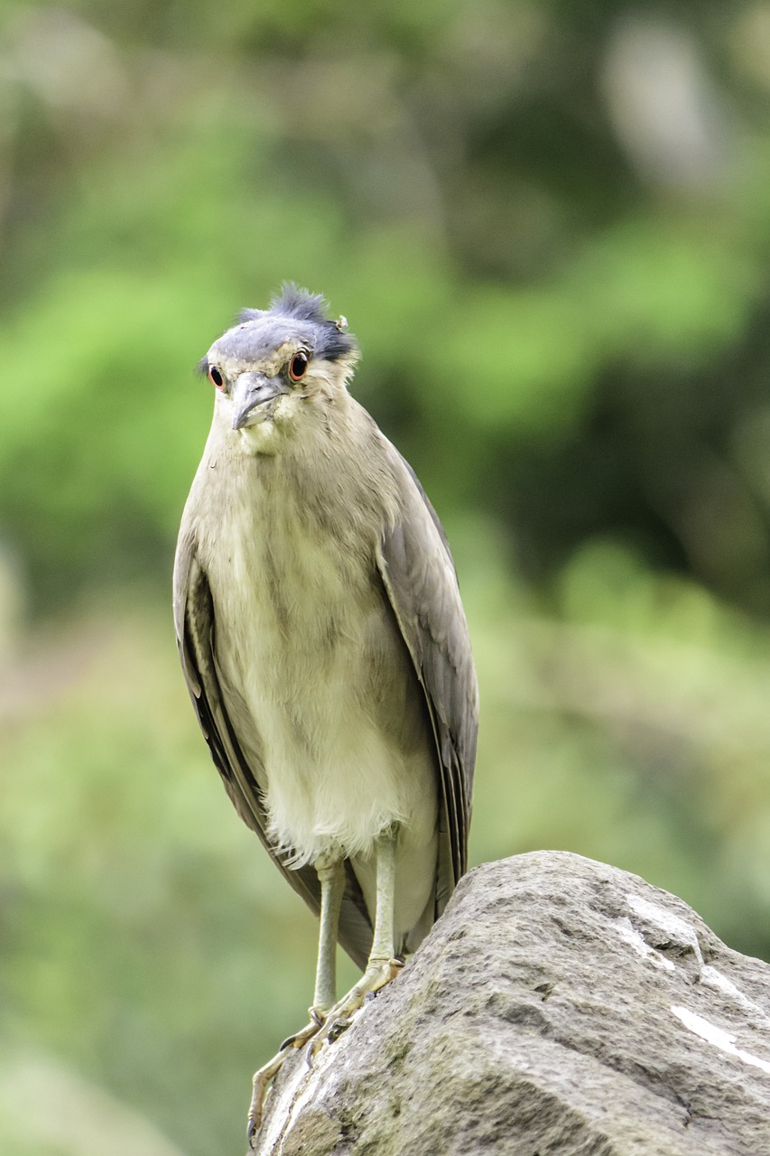 bird  wildlife  night heron free photo