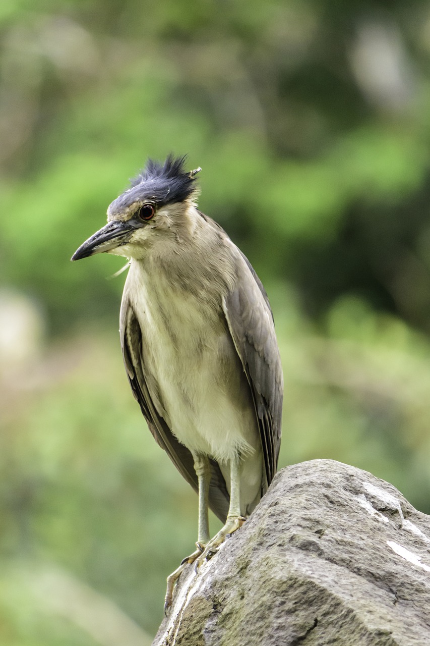 bird  wildlife  night heron free photo