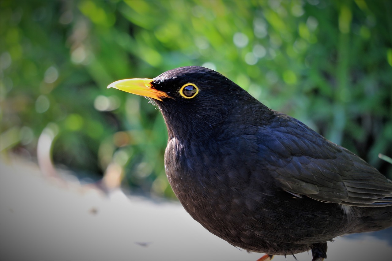 bird  nature  blackbird free photo